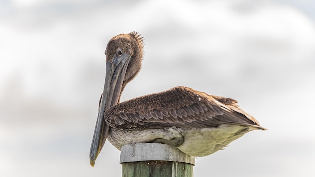 Foto brauner pelikan, der sich auf einem holzdock auf einem bewölkten himmel mit vollem körper in der nähe aufhält