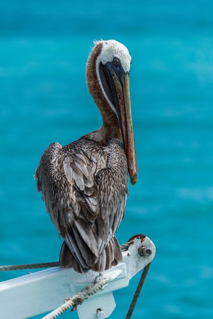 Foto brauner pelikan sitzt auf einer winde über dem meer