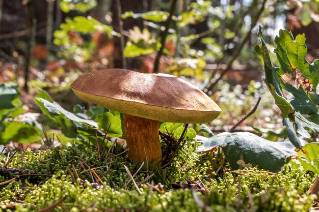 Brauner Pilz auf Moos.