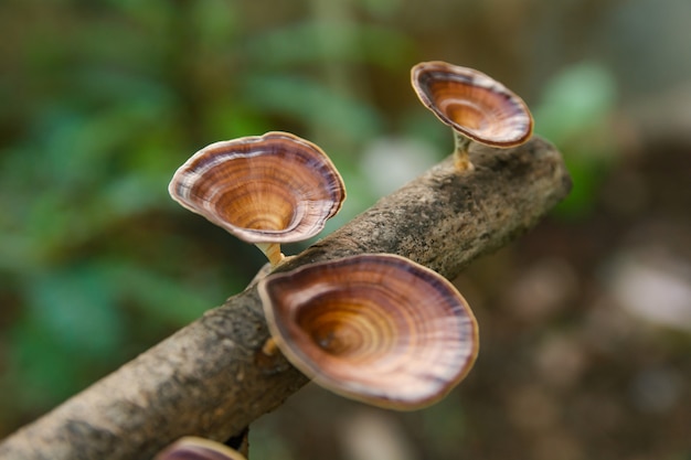 Brauner Pilz Microporus xanthopus auf Ast