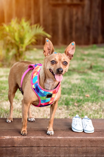 Brauner Pinscher-Welpe neben dem Schuh des Kindes