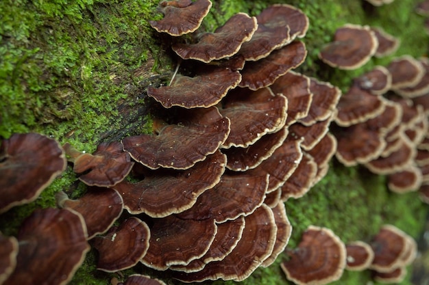 Brauner Polyporenpilz auf dem tropischen Regenwald des gefallenen Baums während der Regenzeit