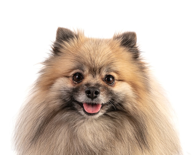 Brauner pommerscher Schäferhund auf weißem Hintergrund