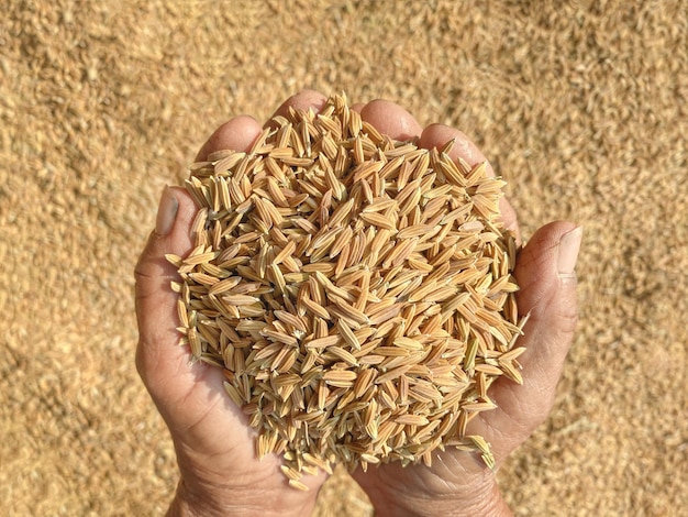 Brauner Reis der Nahaufnahme die Bauernhände der alten Leute. Konzeptnahrung für Gesundheit.Welternährungstag. Ernährung und Landwirtschaft.