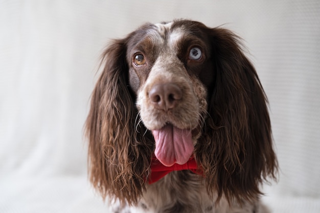 Brauner russischer Spanielhund, der auf Couch in roter Fliege liegt.