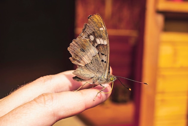 brauner Schmetterling, der auf menschlicher Hand sitzt. Nahansicht