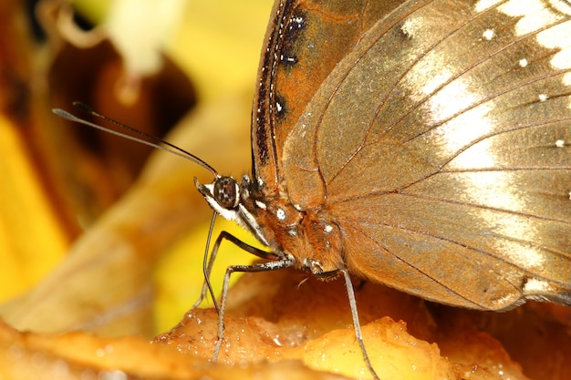 Brauner Schmetterling hautnah