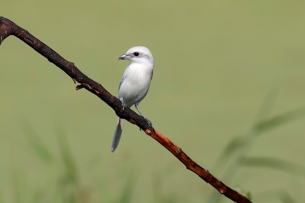 Brauner Shrike Lanius cristatus weißer morp