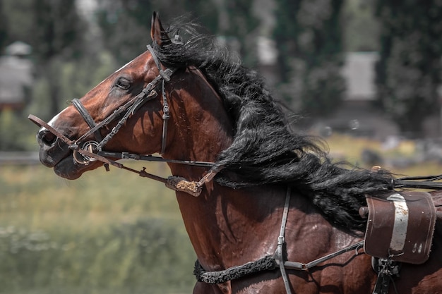 Brauner Traber Pferdesport Porträt eines Pferdes Vollblut Pferd Nahaufnahme während der Bewegung