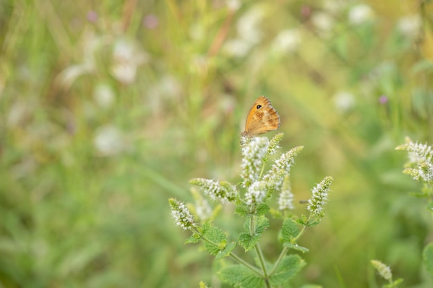 Brauner und orangefarbener amaryllis-schmetterling im gras in frankreich