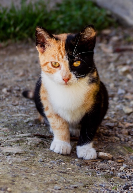 Brauner und schwarzer Katzenwelpe starrt