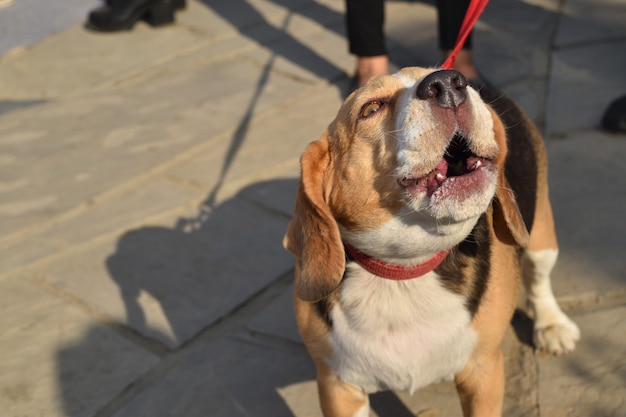 Brauner und weißer Labrador, der in der Straße bellt