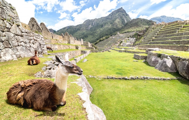 Brauner und weißer Lama, der auf grüner Wiese am archäologischen Ruinenstandort Machu Picchu in Peru ruht