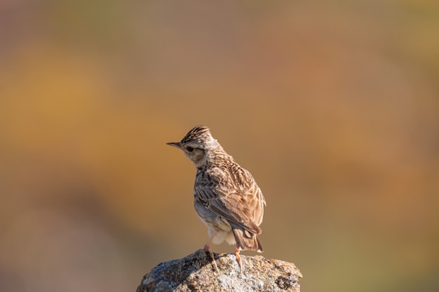 Foto brauner vogel auf einem felsen während des tages