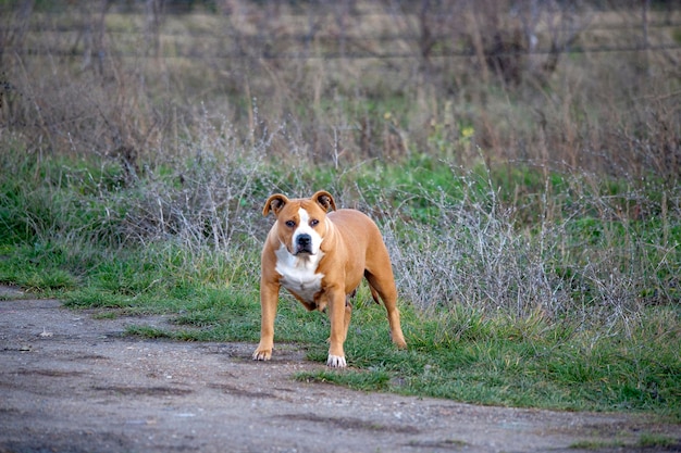 Brauner weiblicher American Staffordshire Terrier steht in der Natur