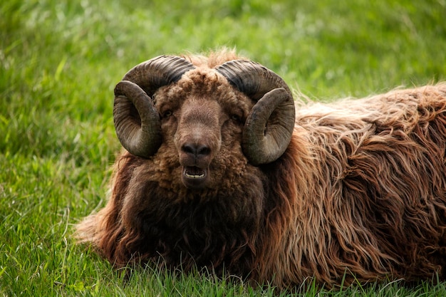 Brauner Widder oder Schafe in freier Wildbahn auf den Färöern