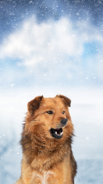 Brauner zotteliger Hund im Winter im Freien bei Schneefall