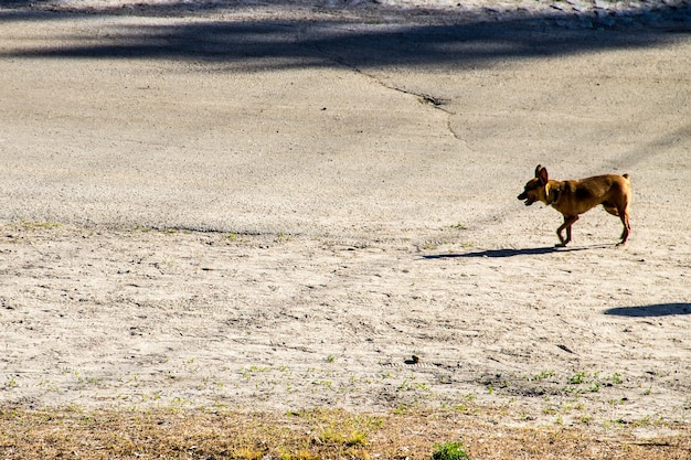 Brauner Zwergpinscher im Park