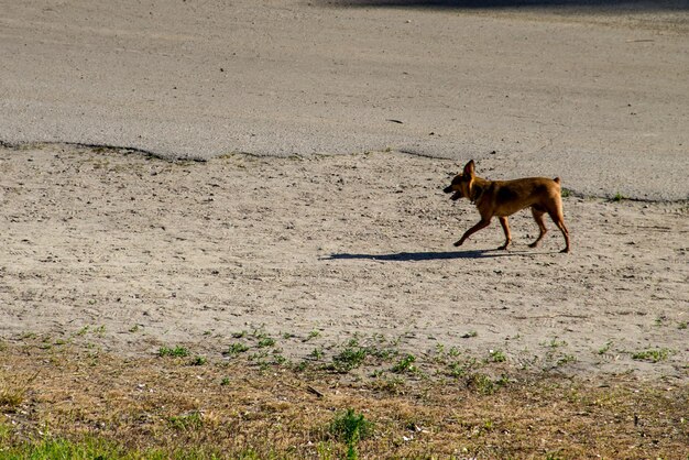 Brauner Zwergpinscher im Park