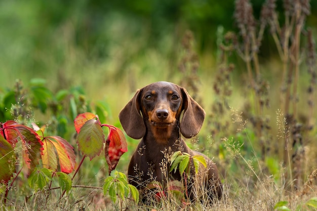 braunes Dachshund-Hundeporträt mit herbstfarbenem Hintergrund