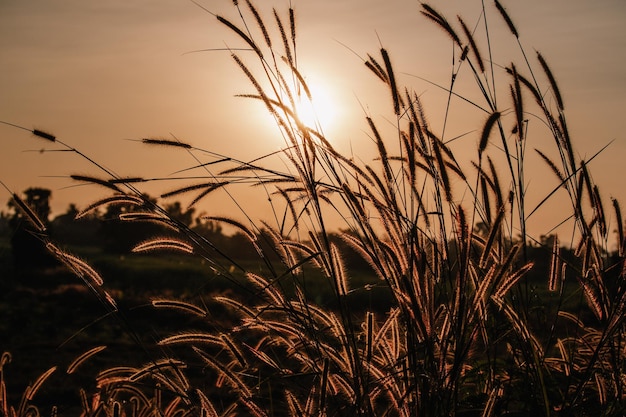 Foto braunes grasfeld im morgensonnenlicht