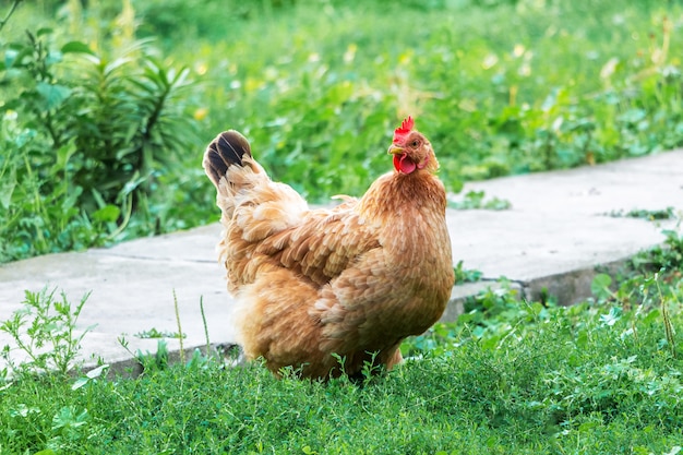 Braunes Huhn auf einer Farm im grünen Gras