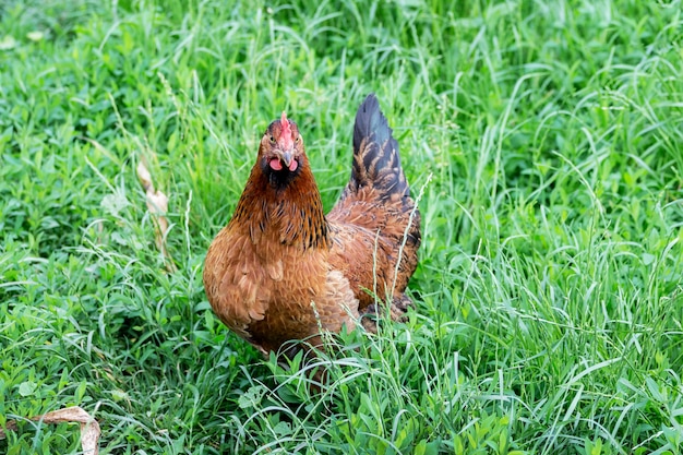 Braunes Huhn auf einer Farm in einem Garten unter grünem Gras