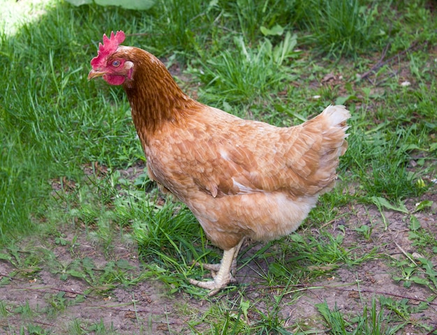 Braunes Huhn auf grünem Gras