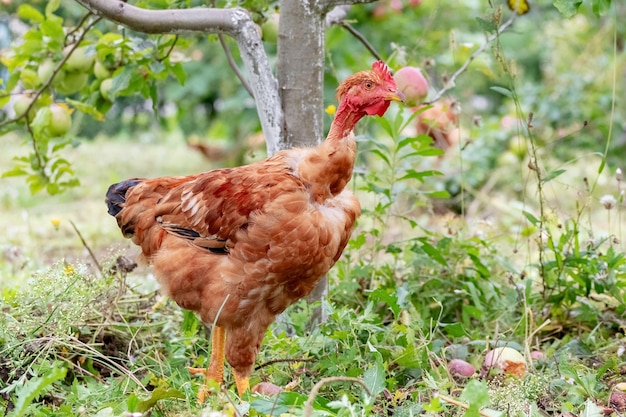 Braunes Huhn im Garten in der Nähe des Apfelbaums Aufzucht von Hühnern