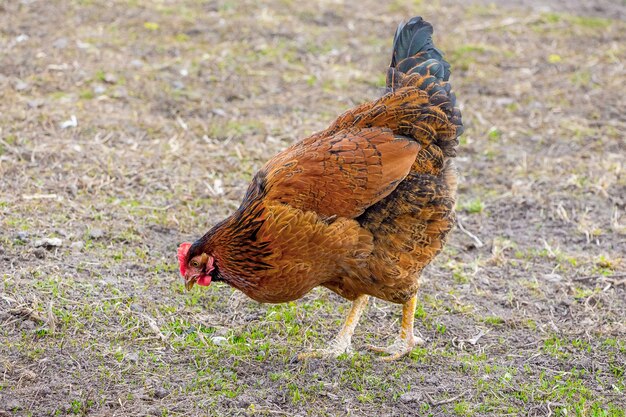 Braunes Huhn in einem Bauerngarten, wachsende Hühner