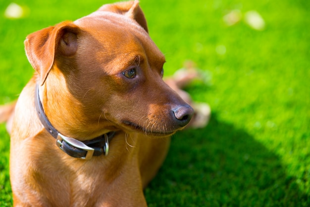 Braunes Hundeporträt des Mini Pinscher, das in Rasen legt