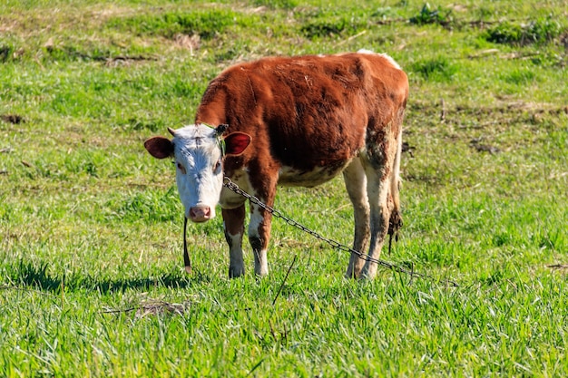 Braunes Kalb auf einer grünen Wiese