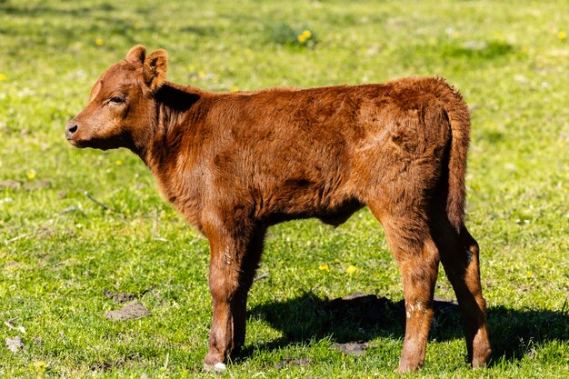 Foto braunes kalb, das auf dem feld steht