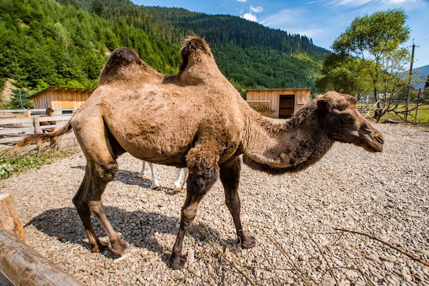 Braunes Kamel im Park auf einem Hintergrund von Wäldern und Bergen