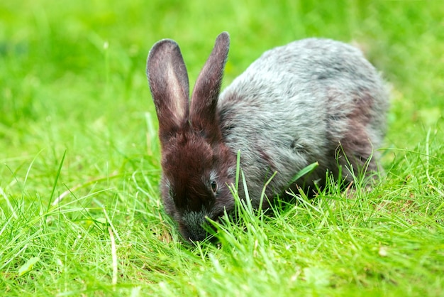 Braunes Kaninchen, das auf dem grünen Gras im Sommergarten spaziert