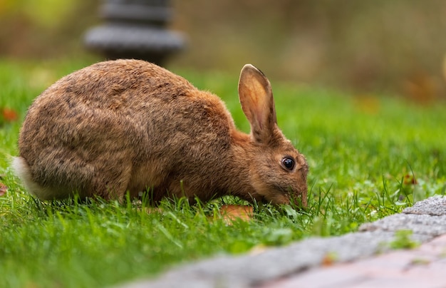 Braunes Kaninchen, das Gras auf einem grünen Rasen im Park isst.