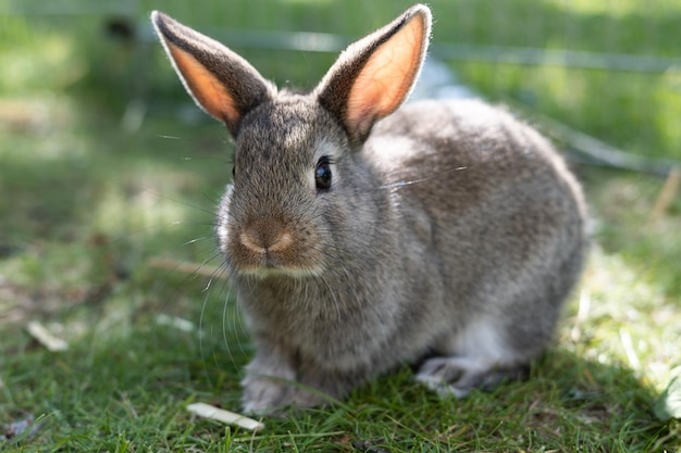 Braunes kleines Kaninchen auf dem Gras übertrifft die Zucht von Haustieren