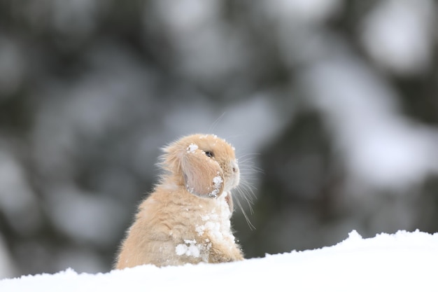 braunes kleines Kaninchen im Winter