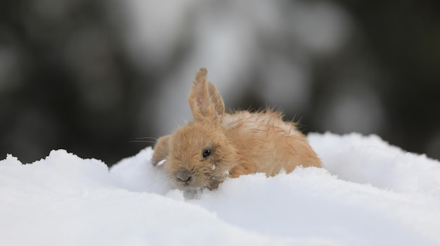 braunes kleines Kaninchen im Winter