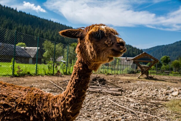 Braunes Lama im Park