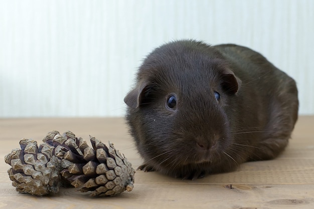 Braunes Meerschweinchen auf Holztisch