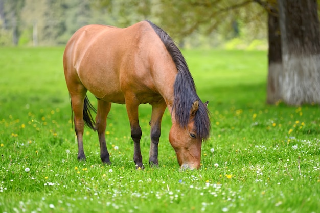 Braunes Pferd auf der Weide im Frühling