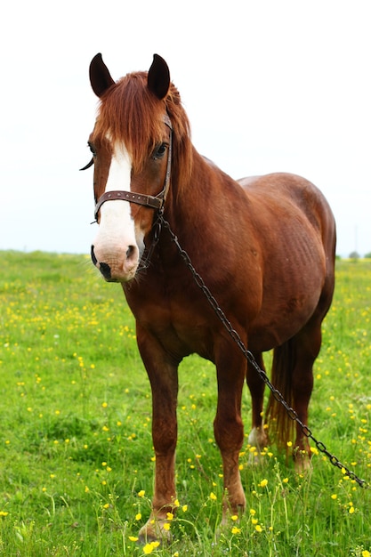 Braunes Pferd auf grünem Gras