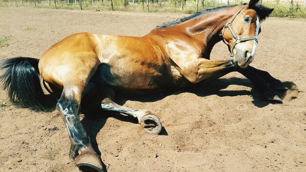 Foto braunes pferd entspannt sich auf der ranch