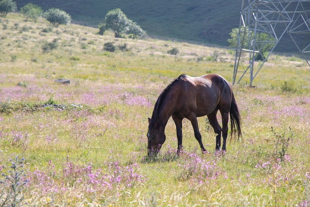 Braunes Pferd im Feld in Juta, Georgia