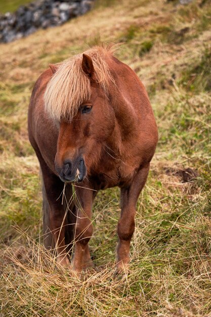 Braunes Pferd in freier Wildbahn auf den Färöern