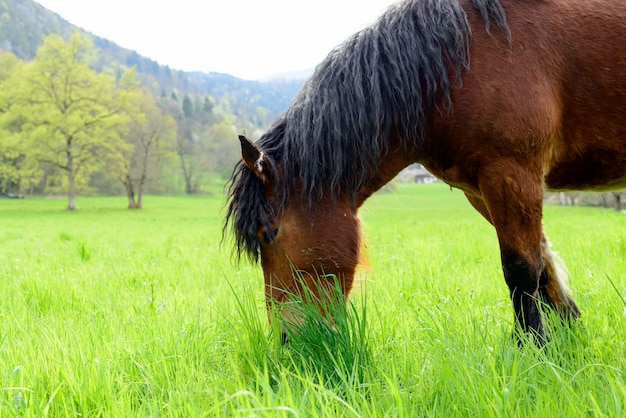 Braunes Pferd mit einer schwarzen Mähne