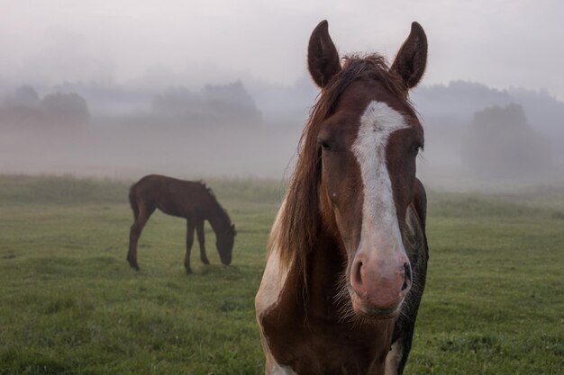 Braunes Pferd und Fohlen im Nebel an einem Sommermorgen auf der Wiese