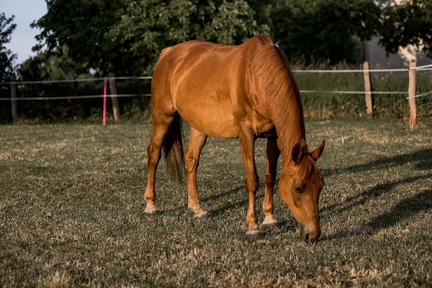 Braunes Pferd weidet das Gras auf der Ranch am Sommerabend bei Sonnenuntergang. Ruhe und Gelassenheit.