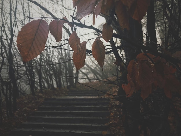 Braunes, trockenes Herbstlaub auf Ast in der Herbstsaison im Park